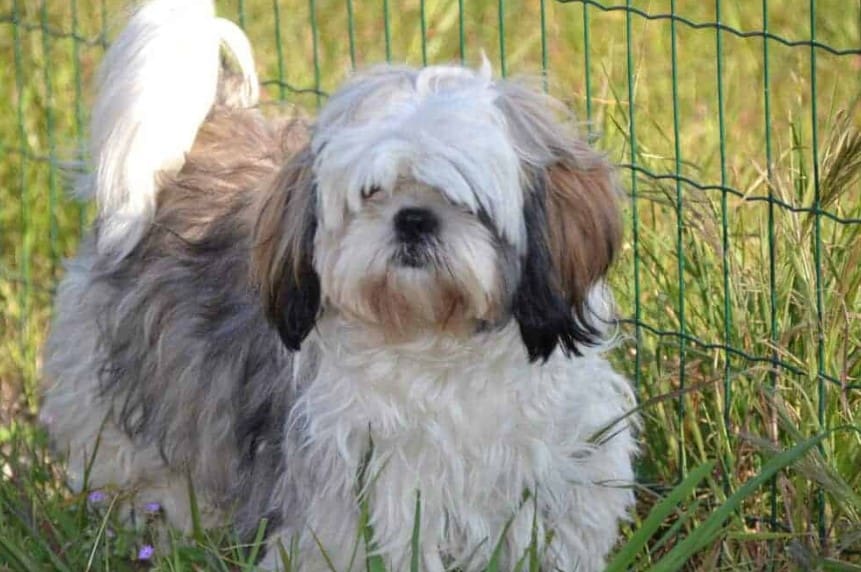 shih tzu hund hunderasse beschreibung aussehen charakter