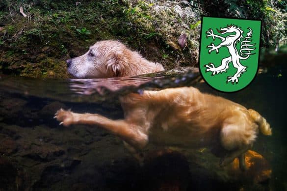 Ein Hund ist halb über, halb unter Wasser, vielleicht in einem der Badeseen Steiermark.