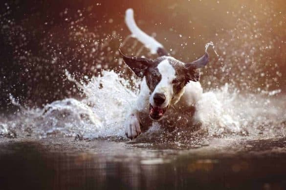 Ein Hund springt ins Wasser, wahrscheinlich aber nicht beim Baden mit Hund in der Steiermark.