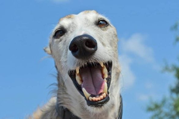 Ein WIndhund zeigt die Zähne in die Kamera, hat aber zum Glück keinen Zeh im Maul.