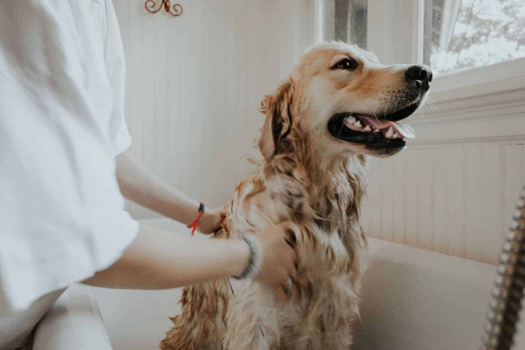 Ein Golden Retriever wird in der Badewanne gewaschen.