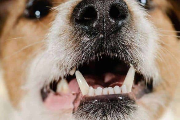 Ein Terrier zeigt fletschend die Zähne.