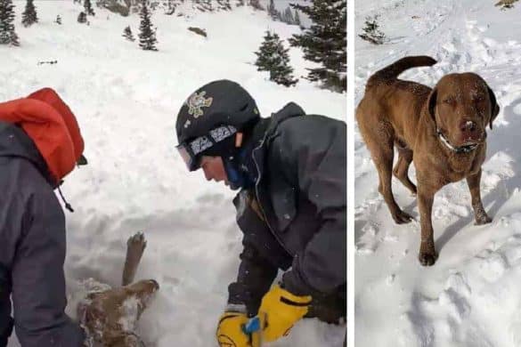 Links ist Hund Apollo noch aufgrund einer Lawine halb im Schnee vergraben, rechts steht er schon wieder gesund auf allen vier Pfoten.