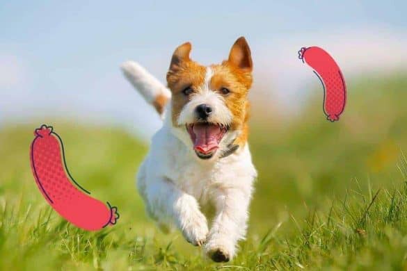 Ein Jack Russell Terrier läuft durch eine WIese, links und rechts sind Würstchen ins Bild eingefügt.