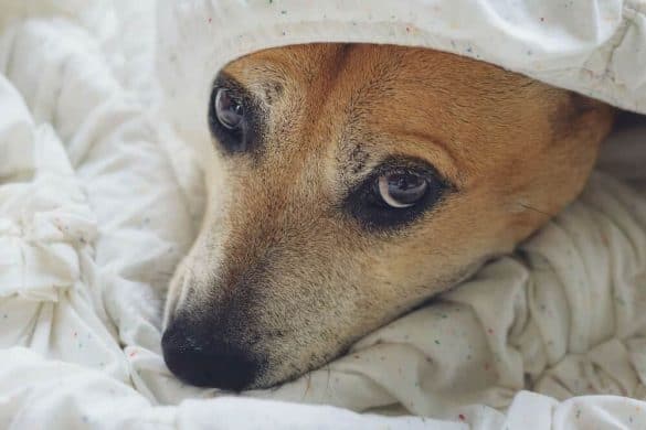 Ein Hund lugt unter einer Bettdecke hervor.
