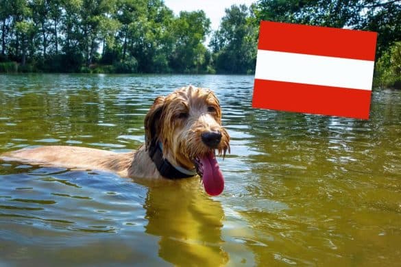 Ein Hund in einem See zeigt, wo in Österreich Baden mit Hund erlaubt ist.