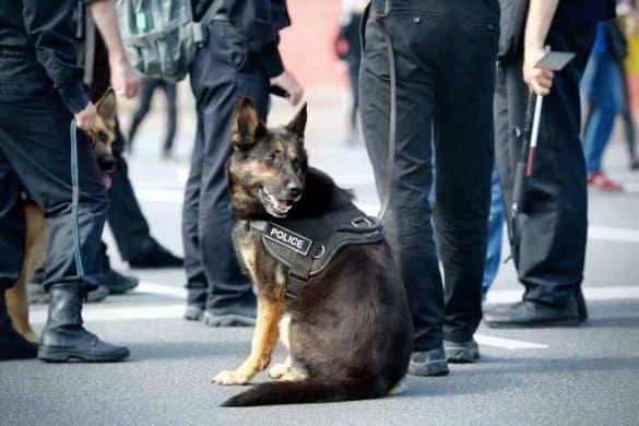 Ein Polizeihund sitzt neben einer Gruppe Beamter.