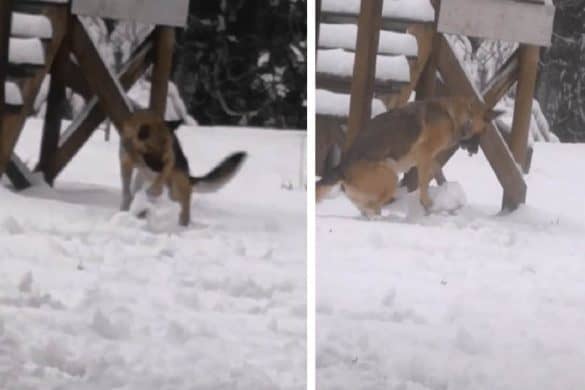 Auf zwei Bildern ist der Deutsche Schäferhund zu sehen, wie er einen riesigen Schneeball mit den Pfoten baut.