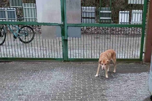 Hund Bernie steht unsicher vor dem Tor des Tierheims.