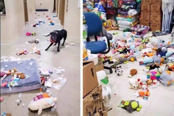 Links ist Gillagan im Chaos zu sehen, rechts sind Spielzeug und Futter im ganzen Tierheim verteilt.,