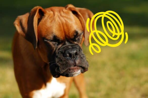 Symbolbild: Hund atmet ruckartig Luft ein – Rückwärtsniesen