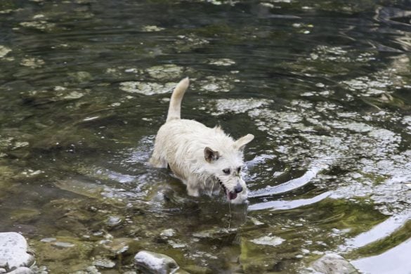 Ein Hund im Fluss.