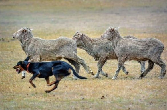 Wenn freilaufende Hunde Schafe jagen, bedeutet das für die Tiere viel Stress.