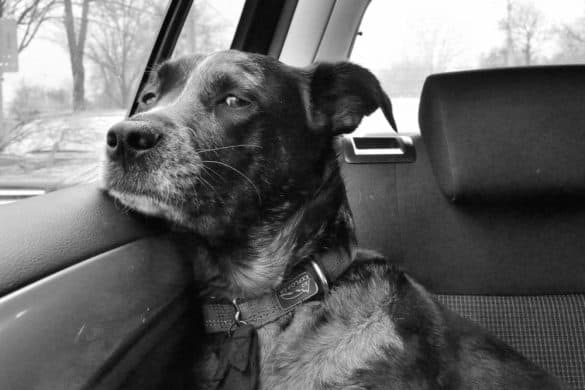 Hund im Auto transportieren – was beachten (Gesetze)