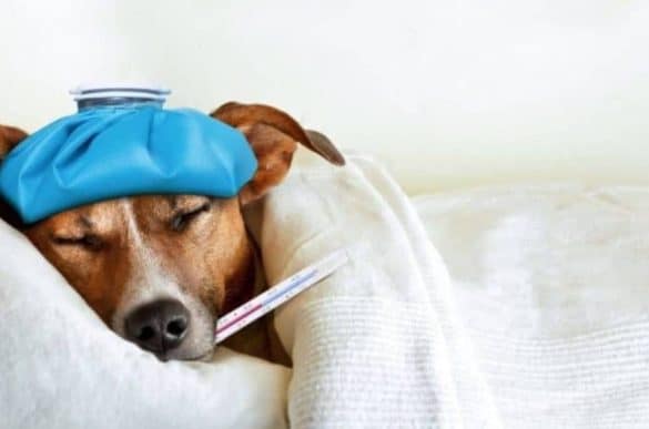 Ist der kleine Liebling krank, kann das schnell teuer werden. Eine Hundeversicherung übernimmt die Kosten. /Foto: Canva