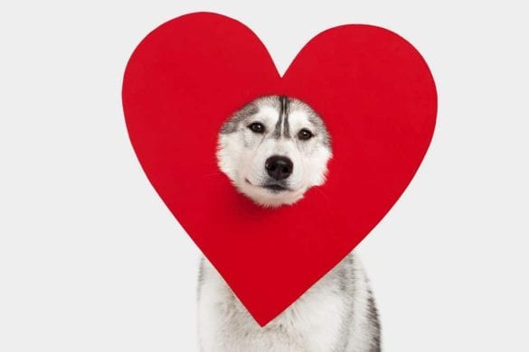 Top 5 der Liebesfilme mit Hund Foto Sergeeva (Canva)
