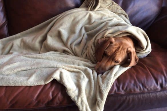 Ein Hund liegt fix und fertig in eine Decke eingekuschelt - doch er leidet nicht zum Glück an Erkrankungen.