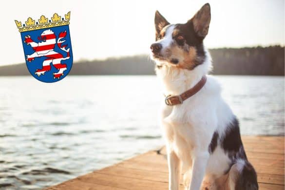 Ein Hund am See beim Baden an einem hundefreundlcihen Badeplatz mit dem Wappen von Hessen.