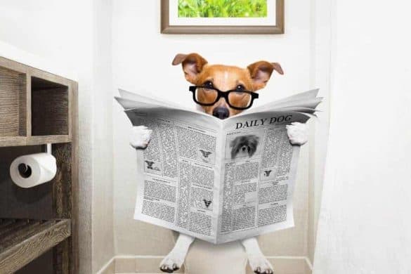Wie bekomme ich meinen Hund stubenrein? Hund sitzt mit einer Zeitung am Klo.