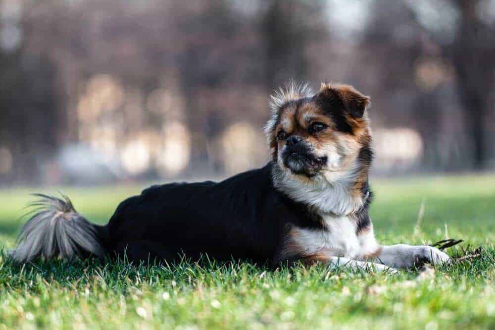 Ein dreifärbiger Tibet Spaniel liegt auf einem Stück Rasen.