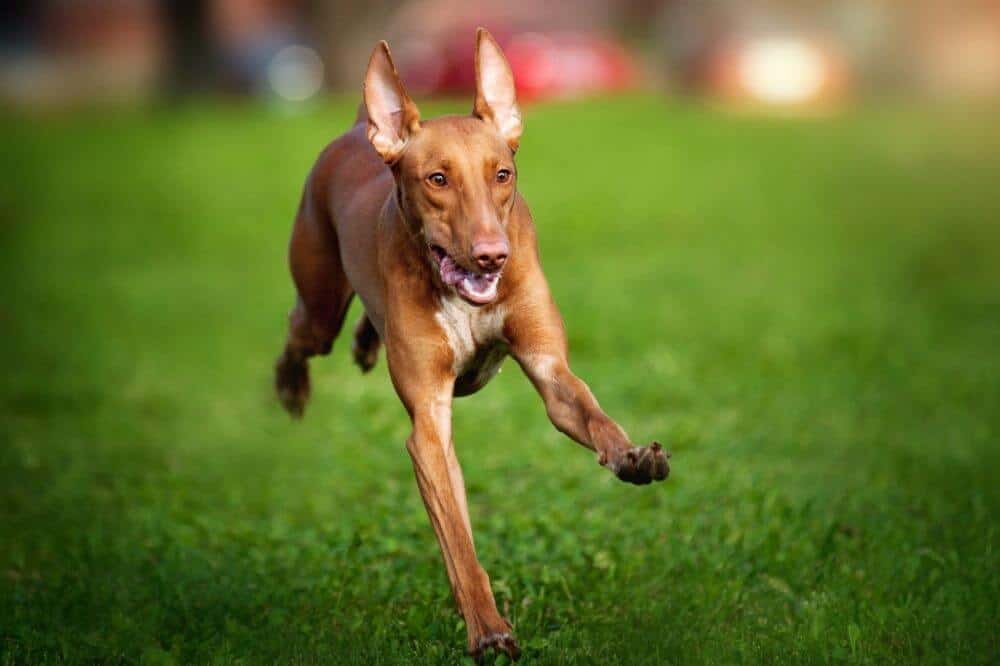 Ein Pharaonenhund rennt über einen Rasen.