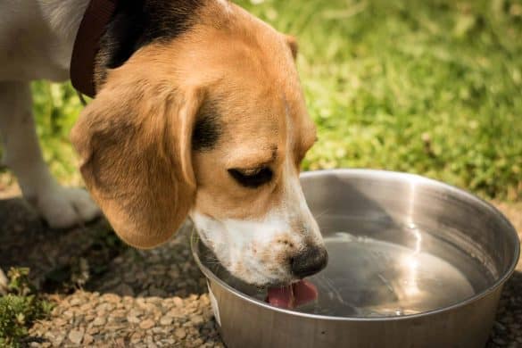 Hund trinkt sehr viel Wasser, Muss ich mir Sorgen machen? /Foto: pixabay