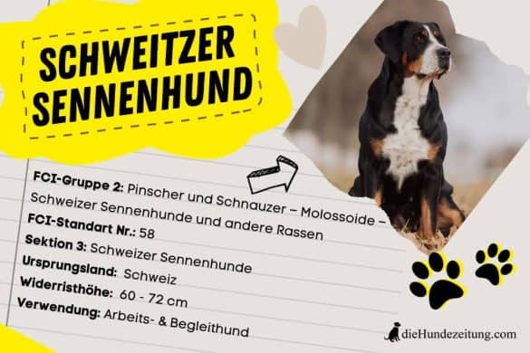 Ein stolzer Schweizer Sennenhund sitzt mit aufmerksamem Blick im Freien, mit Informationen zu seiner Rasse wie FCI-Gruppe 2 und Ursprungsland Schweiz auf einem infografischen Design im Hintergrund