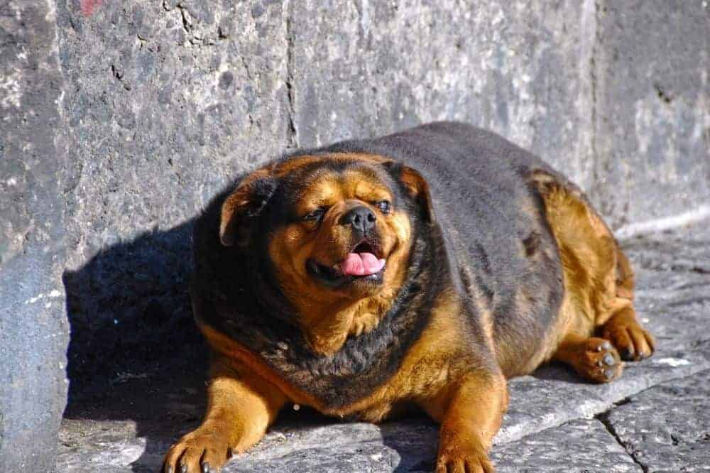 Sehr dicker Hund sitzt am Gehweg und streckt seine Zunge heraus. 