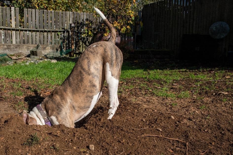 Neubau für die Fellnase, Hund gräbt ein Loch im Garten. (stock.adobe.com © CLShebley)