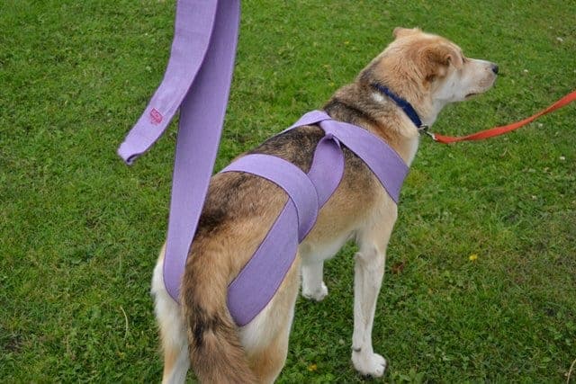 Stehender Hund, von hinten fotografiert, der eine violette Bandage über Schultern, Rücken und einem Hinterlauf trägt. Das Ende der Bandage ist unter dem Schweif nach oben geführt.