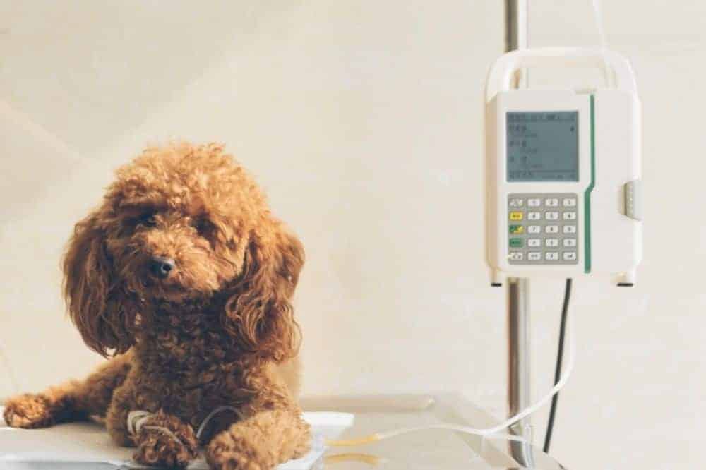 Hund auf einem Behandlungstisch mit angehängter Infusion. Foto: Canva