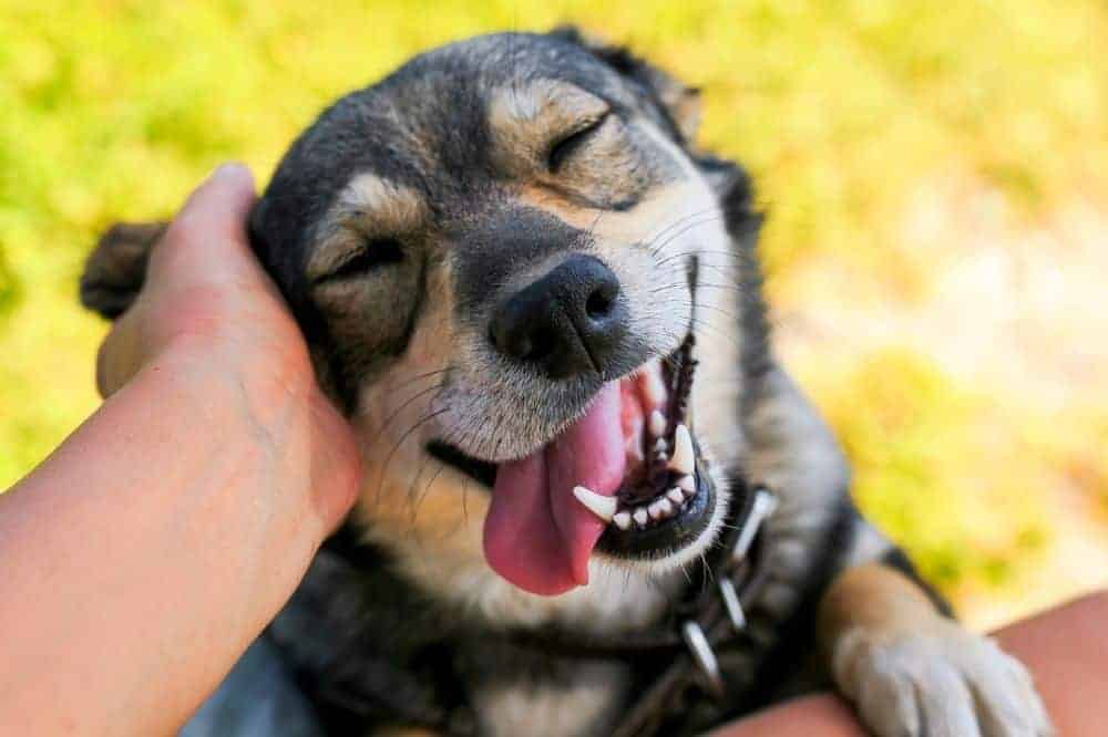 Hund wird am Ohr gekrault, Ohren- und Zahnpflege beim Hund.