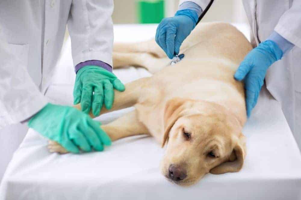 Hund liegt am Behandlungstisch und wird von zwei Personen untersucht. /Foto: Canva