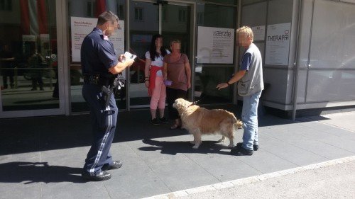 Der Hund wurde von der Tierrettung übernommen. Foto: © Presseteam der Feuerwehr Wiener Neustadt1