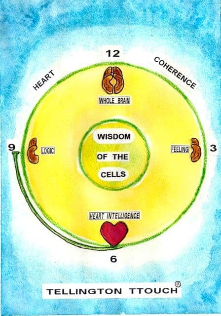 Ein Kreis mit den Zahlen 3, 6, 9 und 12. In der Mitte steht „Wisdom of the cells“, neben der Zahl 3 „Feeling“, neben der Zahl 6 „Heart Intelligence“, neben der Zahl 9 ”Logic“ und neben der Zahl 12 „Whole Brain“. Der Begriff „Heart“ findet sich links neben der 12, rechts davon steht „Coherence“