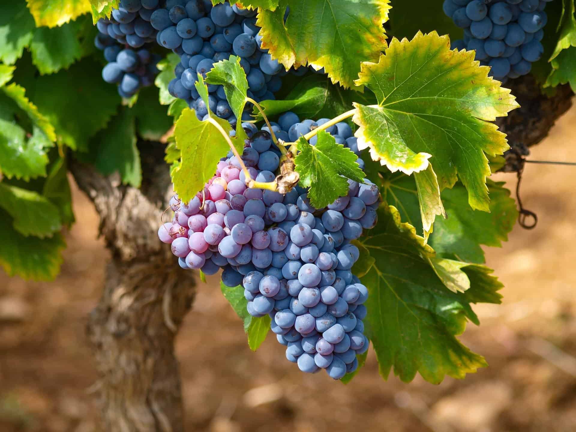 Weintrauben sind für Hunde tödlich giftig. /pixabay (Marc Bendetti)