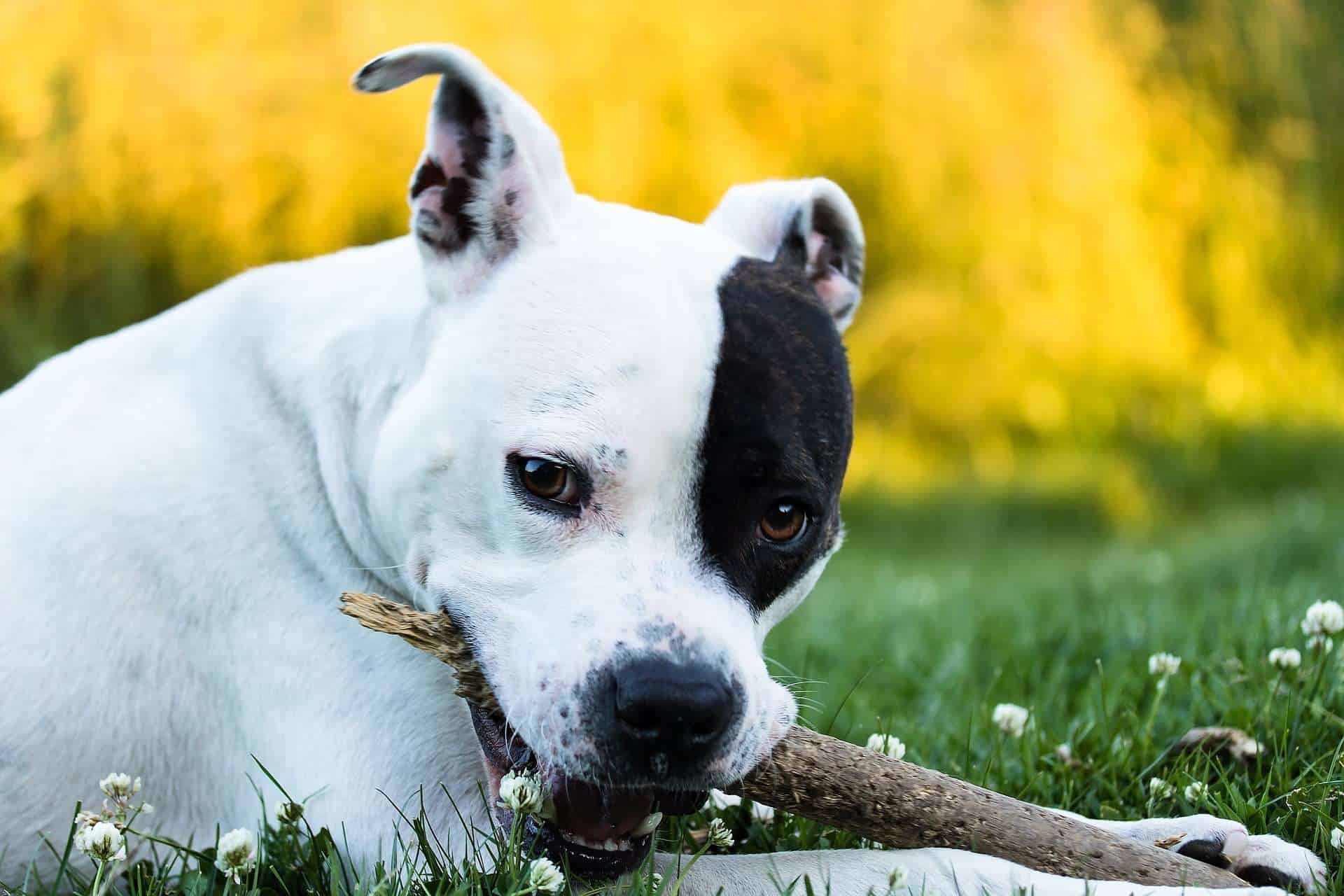Hunde mit hoher Lebenserwartung, American Staffordshire Terrier. /pixabay