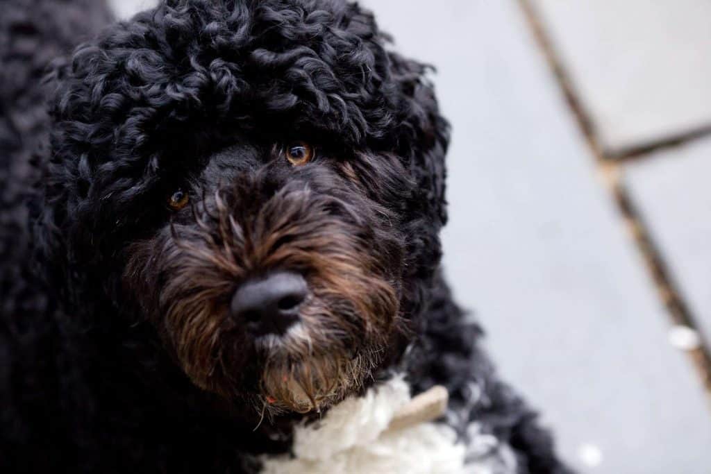 Bo, Barack Obamas portugiesischer Wasserhund /pixabay