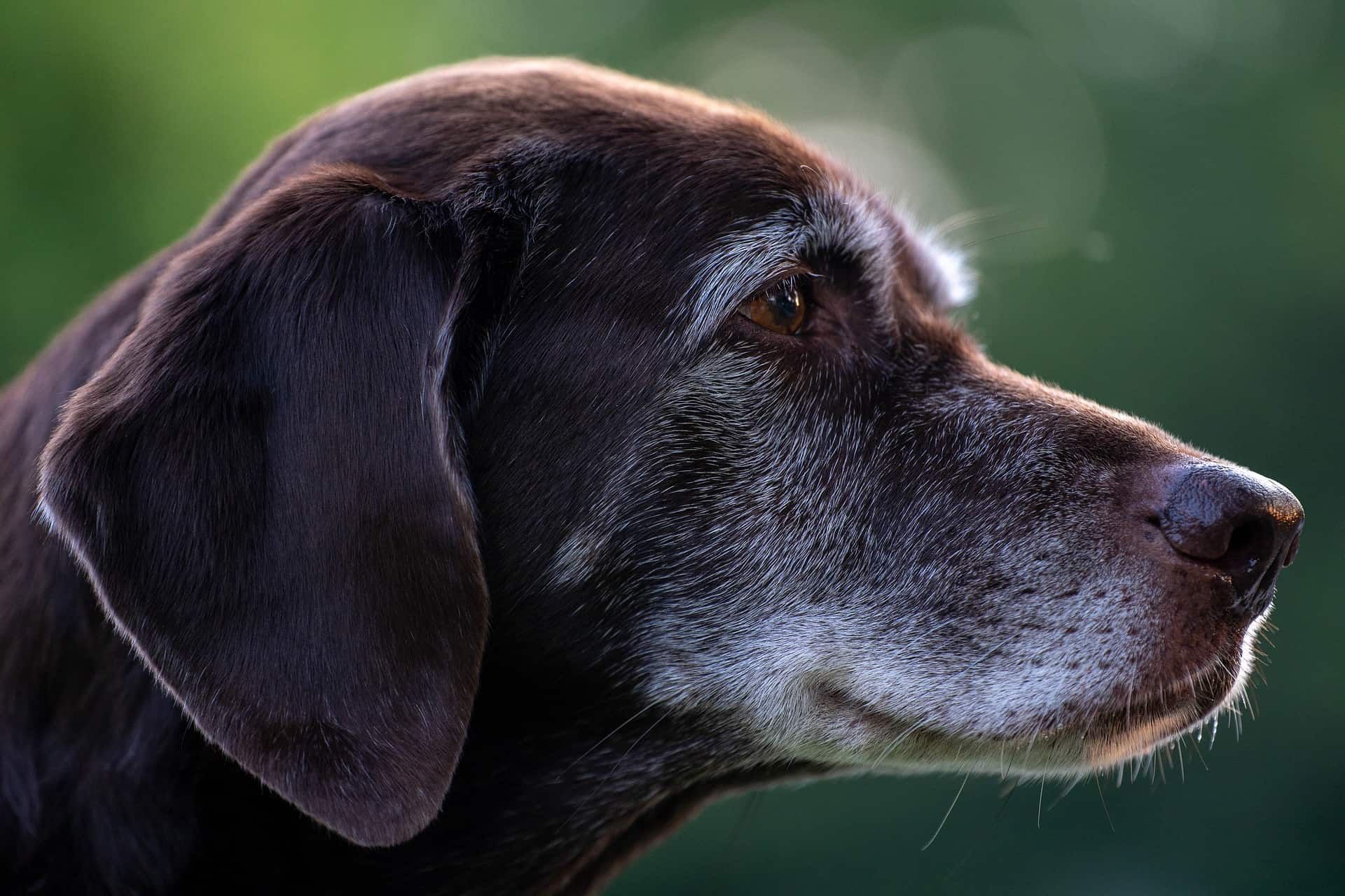 Alter Hund im Profil. /Foto: pixabay
