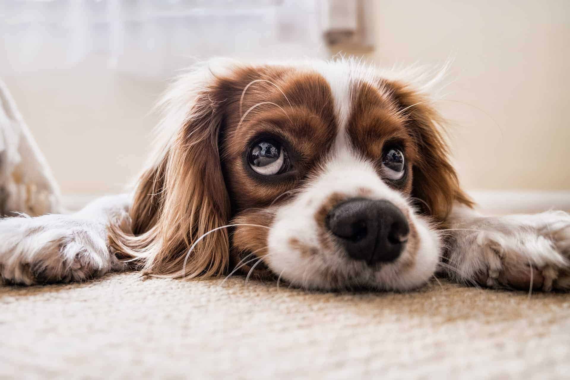 Hund schaut skeptisch in die Kamera. /Foto: pixabay