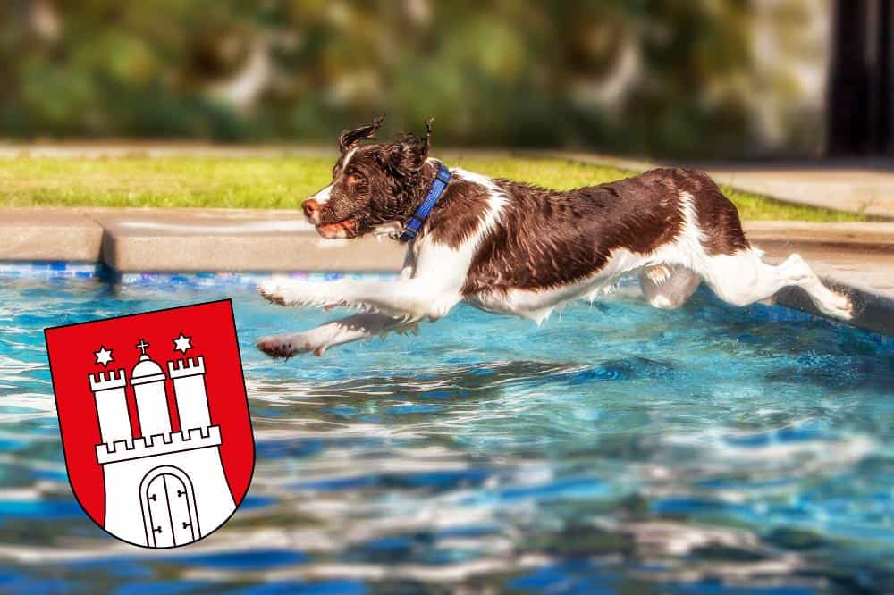 Ein Hund geht baden im Wasser, darunter ist das Stadtwappen von Hamburg zu sehen.