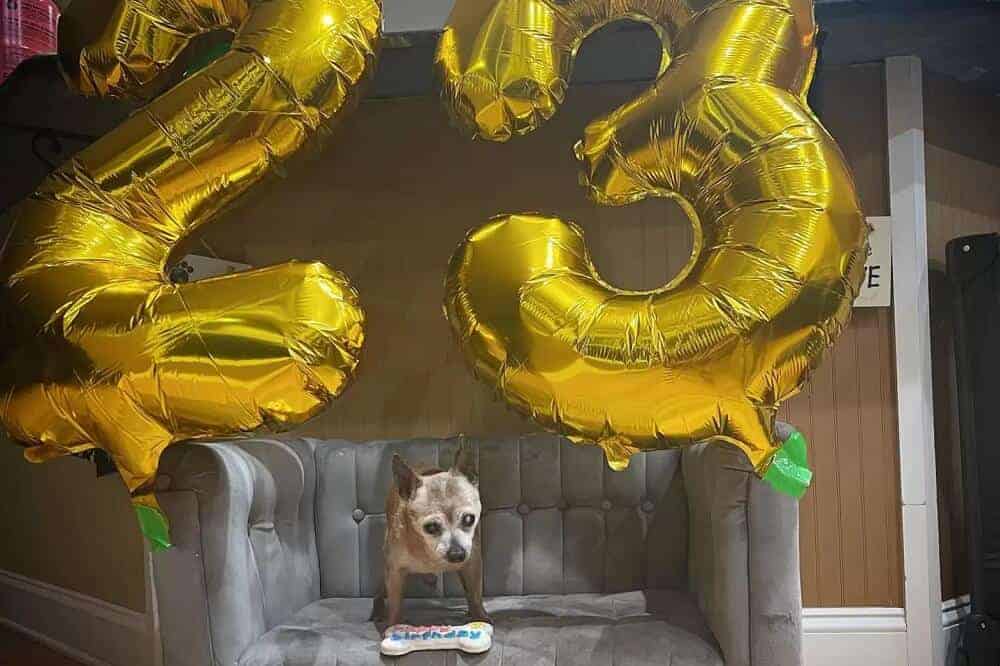 Chihuahua Bully posiert mit Luftballons und einem Hundekuchen für seinen 23. Geburtstag.