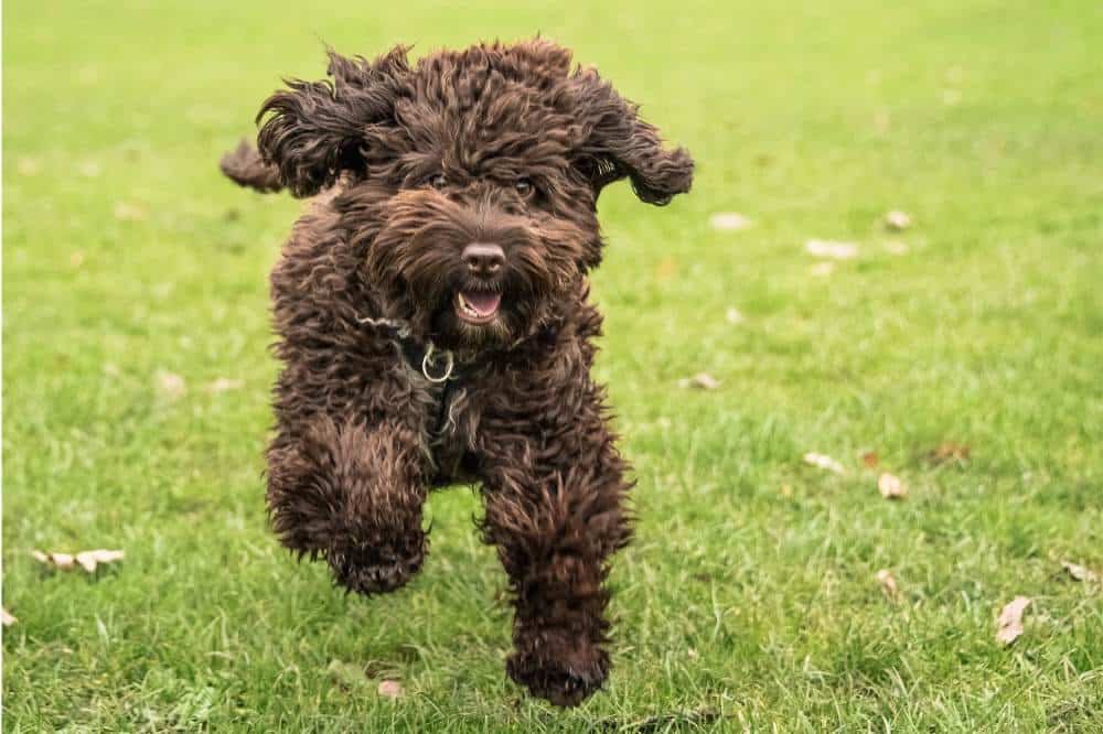 Ein Cockapoo in braun läuft über eine Wiese.