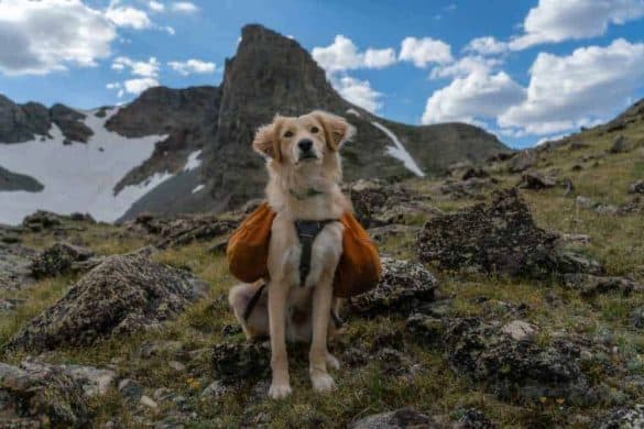 Ein Hund posiert in den Bergen.