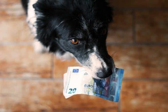 Ein Hund mit Geldscheinen im Maul.