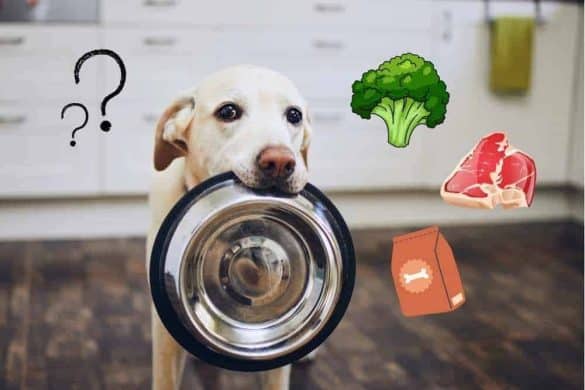 Ein Hund mit Futternapf, um ihn herum ein Brokkoli (für veganes Futer), ein Steak (Für BARF) und ein Sack Fertigfutter.