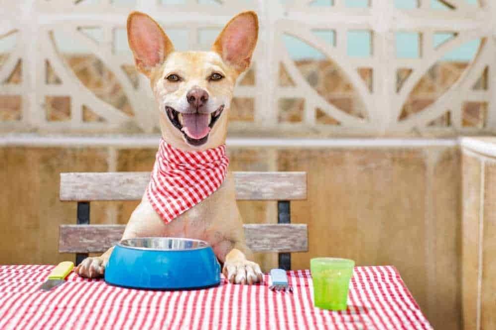 Ein Hund bei Tisch mit Lätzchen und Futternapf vor der Nase, jedoch ohne veganem Futter darin.