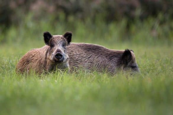 Zwei Wildschweine im hohen Gras, beide ohne Pseudowut.