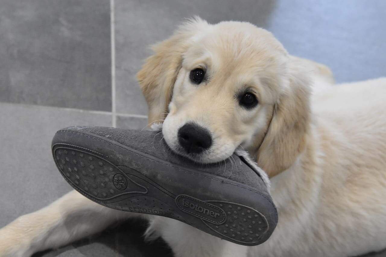 Hund hält einen Schuh im Maul. /Foto: pixabay