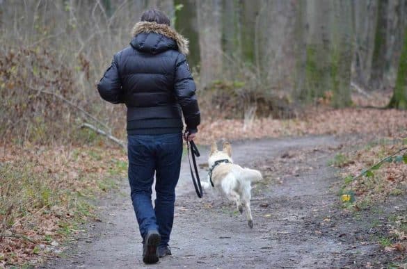Mann geht mit Hund an der Leine spazieren. /Foto: pixabay